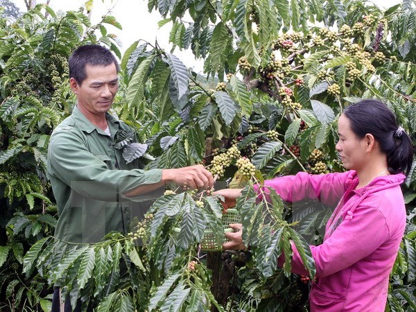 សារព័ត៌មានឃោសនាលើកដម្កើងជនមានកិត្យានុភាពនិងមន្ត្រីសាសនាគំរូដំបន់ Tay Nguyen